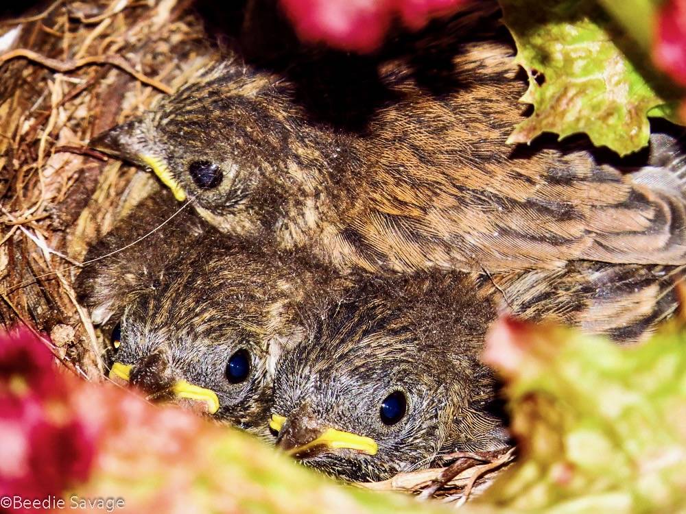 Baby Dark-eyed Juncos by Margie-S is licensed under CC BY-NC 2.0
